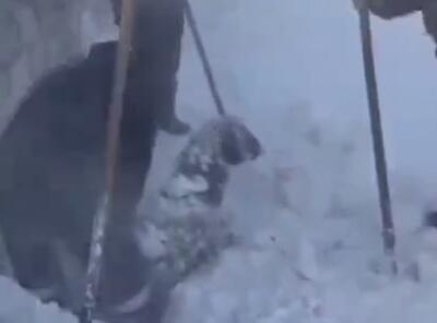 ویدیو / برف یک متری در شهرستان رابر کرمان و گرفتار شدن گوسفندان