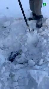 ببینید| کولاک مهیب در غرب قزاقستان؛ مراتع و گوسفندان زیر برف مدفون شدند