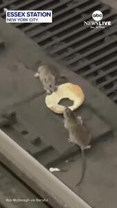 نبرد موش‌ها در متروی نیویورک بر سر یک دونات