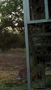 ببینید؛ تلاش ناامیدانه یک گوزن مادر برای نجات بچه‌اش از چنگ سیاه‌گوش