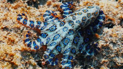  تماشا کنید: گردشگری که بدون اطلاع با یکی از مرگبارترین جانوران جهان بازی کرد - گیمفا