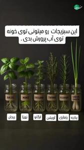  چطور با یه ظرف آب و نور کم، سبزیجات تازه در خانه رشد بدیم؟ + فیلم