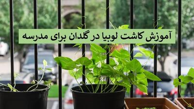  آموزش مراحل کاشت لوبیا برای مدرسه با نکات طلایی + عکس و ویدیو