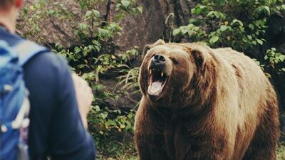  مرد ۴۲ ساله بر اثر حمله خرس در اردل مصدوم شد