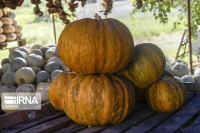  ۵۰۰ تن کدوی شب یلدا در بازار بجنورد توزیع شد