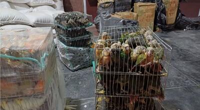  کشف ۶۷۲ قطعه پرنده زینتی قاچاق در گذرگاه مرزی شلمچه