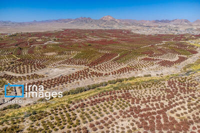  تأمین آب و صنایع تبدیلی خواست کشاورزان خراسان جنوبی از رئیس جمهور