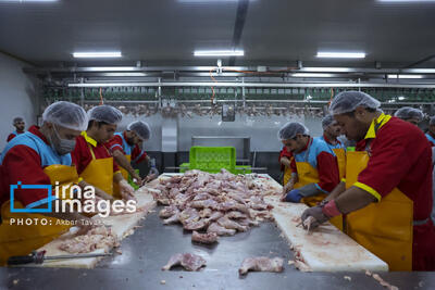 فروش مرغ باید با نرخ مصوب عرضه شود/جریمه ۱۵ میلیارد تومانی در یک هفته