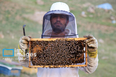  تولید سالانه سه هزار تن عسل در خراسان‌شمالی با ۱۴۲ هزار کندو