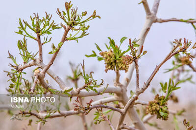  کاهش دمای هوا در لرستان