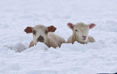 ببینید | عملیات نجات از گوسفندان یخ‌زده و گرفتار در برف یک متری در قزاقستان