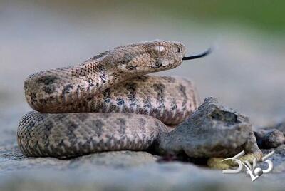 مارهای ترسناکی که مثل گرگ‌ شکار می‌کنند + عکس - مجله اینترنتی کولاک