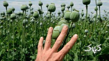 واکنش مقام سازمان غذا و دارو به درخواست رئیس این سازمان از طالبان برای خرید تریاک مکشوفه - مجله اینترنتی کولاک