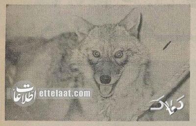 شکار گرگ در یک بانک خبرساز شد! + عکس | گرگ ۴۰ سال پیش در کانال شوفاژ گیر افتاد - مجله اینترنتی کولاک