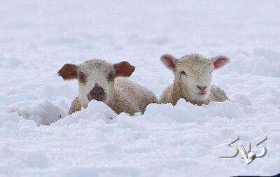 چهره مظلومانه گوسفندان گرفتار در برف یک متری! | ویدئو - مجله اینترنتی کولاک