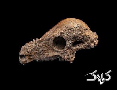 این جمجمه میلیون‌ دلاری دایناسور به نمایش گذاشته شد| کوتاه از دنیای فناوری - مجله اینترنتی کولاک