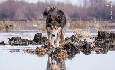 عکس/ زنگ خطر برای تالاب بیشه‌دالان