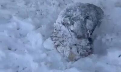 فیلم/ دفن گوسفندان در برف رابر کرمان