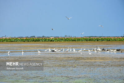 نقش تسهیلگری برنامه توسعه ملل متحد در تحقق حقابه تالاب‌های مرزی