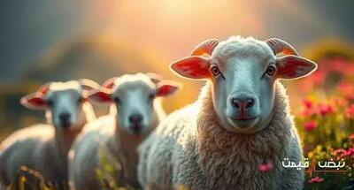 دام زنده به دلیل یک اتفاق نادر گران شد | قیمت دام زنده امروز چهارشنبه 26 آذر 1404 + جدول قیمت