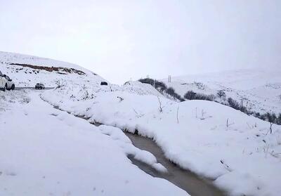  چهره‌های مظلوم گوسفندان در برف سنگین کرمان+فیلم