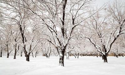 بارش گسترده برف و باران در کشور/ هشدار کاهش 15درجه‌ای دما در 23 استان - روزنامه رسالت