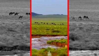  فیلم چرای شترها زیر باران در طبیعت سرسبز مکه