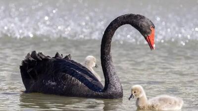 فیلم نجات جوجه قوی سیاه از نخ ماهیگیری /  وقتی قوی مادر از انسان‌ها کمک خواست
