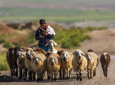 آواز عشایری؛ نی نوازی و نوازندگی چوپان برای الاغ و سگ و گوسفند که با موزیک زنده میچرن