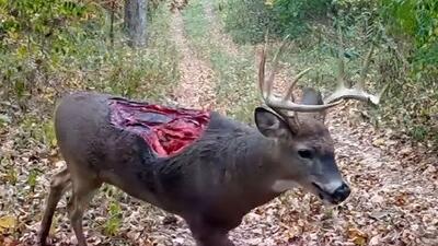  مستند حیات وحش؛ گوزن نصفش خورده شده اما زنده است و سرپا