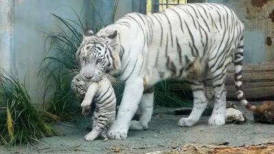  مستند حیات وحش؛ ببر سفید مادر وقتی عصبانی شد بچه هاش رفتن دنبال سوراخ موش