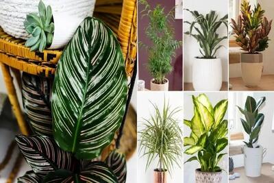  گیاهان آپارتمانی که نور کم میخوان؛ مختص منازل تاریک حتی در زیرزمین با نورگیر افتضاح