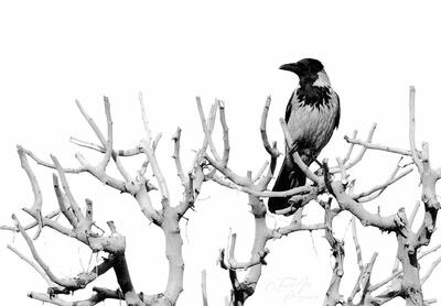 هفت گام پاییزی