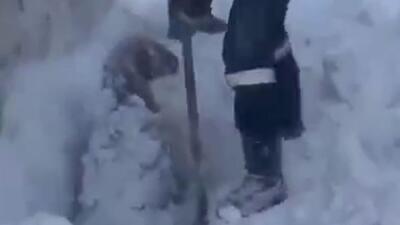  برف یک متری در شهرستان رابر کرمان و گرفتار شدن گوسفندان