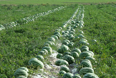 ۲۵۲ هزار تن هندوانه تازه برای تنظیم بازار شب یلدا عرضه می‌شود