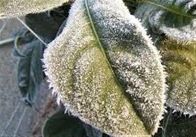 هشدار جهاد کشاورزی هرمزگان درباره سرمازدگی پس از بارندگی‌ها - تسنیم