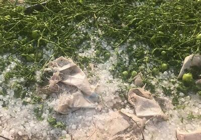 بارش تگرگ به 500 هکتار از مزارع گوجه‌فرنگی جنوب استان بوشهر خسارت زد - تسنیم