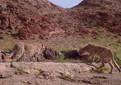 رخداد کم‌نظیر در کرمانشاه/ مشاهده 3 قلاده پلنگ ایرانی در یک قاب   فیلم - تسنیم