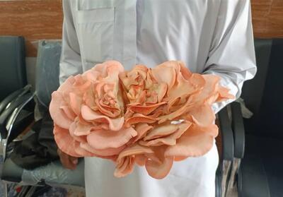 برداشت نخستین قارچ صدفی در هنرستان مرزی/ آموزشی که به تولید رسید  عکس - تسنیم