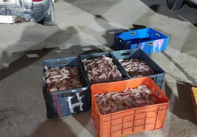 توقیف خودروی حامل صید ممنوعه میگو در اسکله صیادی جفره - تسنیم