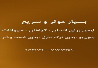 سمپاشی سوسک ریز کابینتی و سوسک فاضلاب - تسنیم