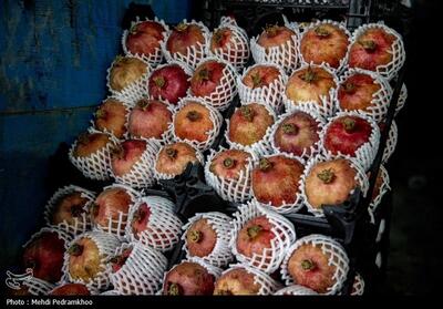 گزارش میدانی تسنیم|بازار بی‌خریدار میوه، قیمت‌های بی‌مهار؛ یلدای تلخ در کردستان - تسنیم