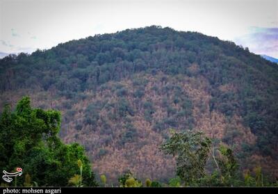 جنگل‌های هیر‌کانی در محاصره پیچک‌های مهاجم/ آیا فاجعه شمشادها دوباره تکرار می‌شود؟ - تسنیم