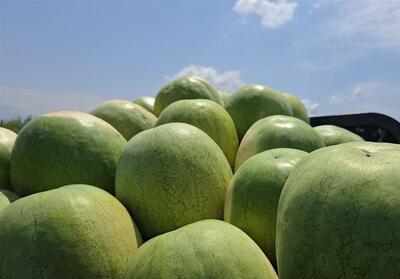 252 هزار تن هندوانه تازه برای تنظیم بازار شب یلدا عرضه می‌شود - تسنیم