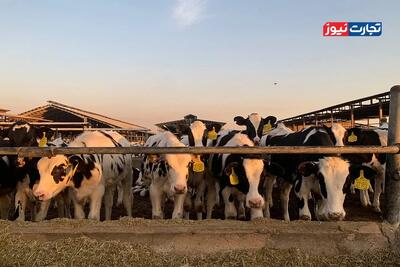 قیمت دام زنده امروز ۲۶ آذر 1404 + جدول