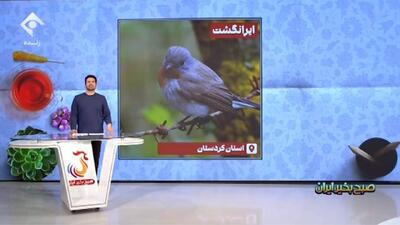  توصیه به افرادی که پرندگانی را از روی دلسوزی در طبیعت رها می‌کنند + فیلم