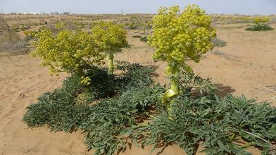  گزارش تصویری از مراحل بذرپاشی و بهره برداری گیاه آنغوزه در روستای ده محمد
