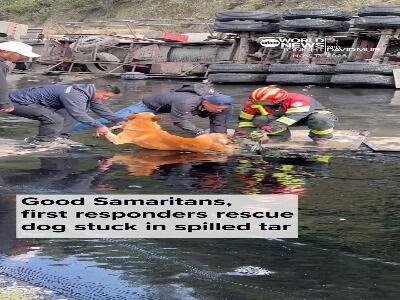  نجات یک سگ گرفتار در قیر پس از واژگونی کامیون