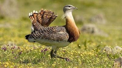 سالن پرواز میش‌مرغ احداث می‌شود/ خرید ۲۵ هکتار زمین در زیستگاه‌های حساس این گونه