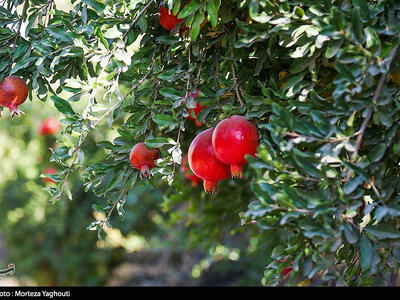  راز طلای سرخ در میانکاله